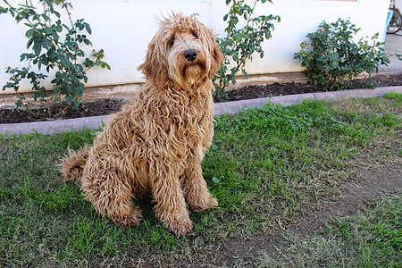 sitting adult Labradoodle on green grass near white wall thumbnail