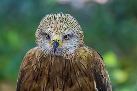 brown and white eagle in selective focus photography thumbnail