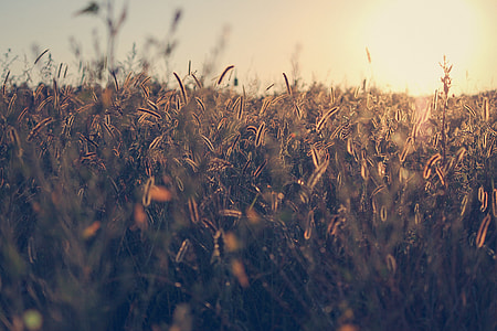 sunlight through grass field during daytime thumbnail