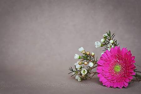 pink Gerbera daisy flower and white shrub flowers thumbnail