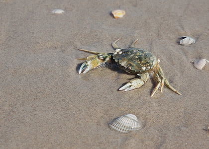 gray crab thumbnail