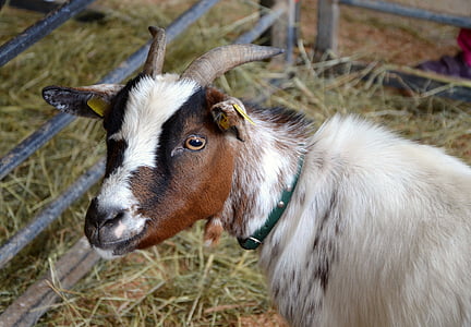 selective focus photo of white and brown goat thumbnail