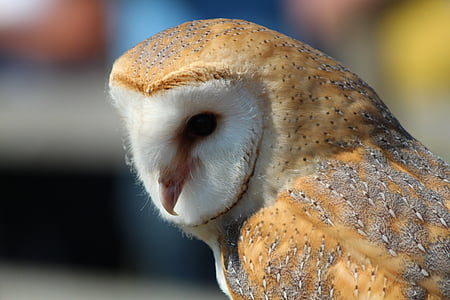 shallow focus photography of brown and white owl thumbnail