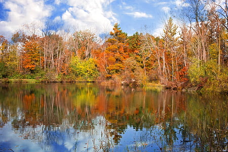 body of water near brown trees thumbnail