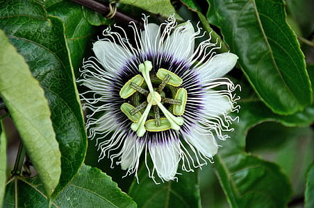 Close Up Photo of White and Black Flower at Daytime thumbnail