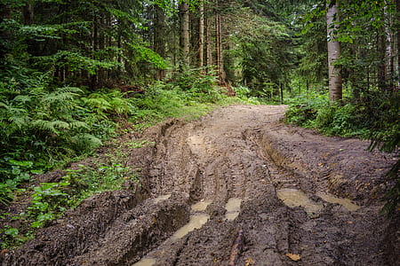 forest with muddy road on focus photo thumbnail