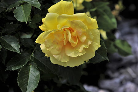 selective focus photo of yellow rose flower thumbnail