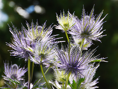 Alpine Thistle, Inflorescence thumbnail