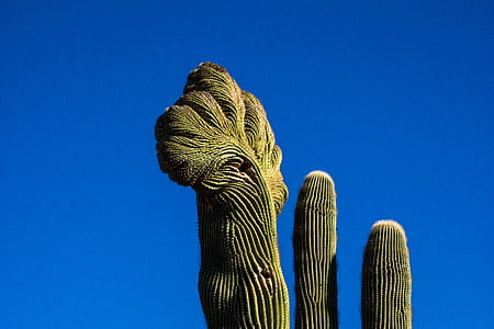 green cactus thumbnail