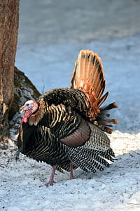 black and brown Turkey on snowfield thumbnail