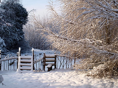 withered tree covered with snow thumbnail