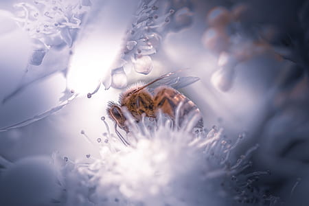 nature, outdoors, flower, bee thumbnail