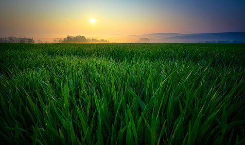 patch of grass during sunrise thumbnail
