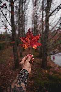 person holding orange maple leaf during daytime thumbnail