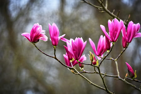 closeup photo of pink magnolias thumbnail