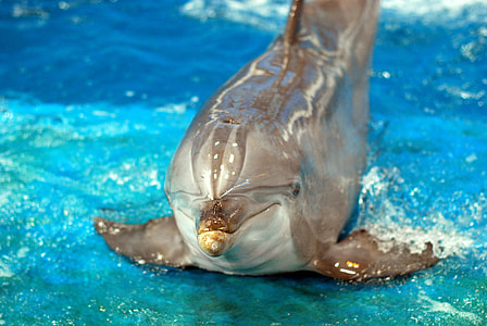 Bottlenose Dolphin wildlife photography thumbnail