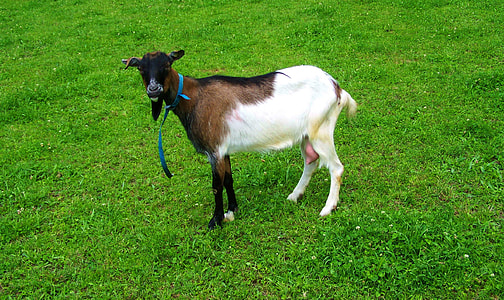 Brown And White Goat, Farm Animals thumbnail