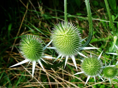 nature, field, summer, garden thumbnail