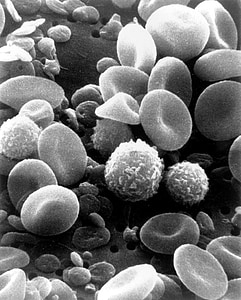 grayscale photo of human body cells thumbnail
