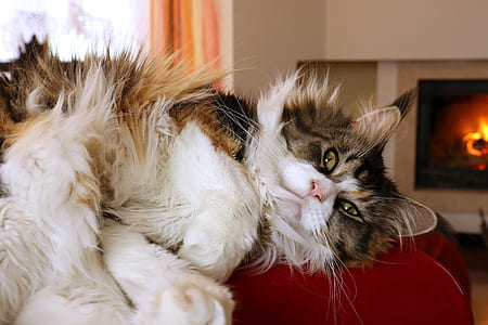brown and gray cat laying on red top thumbnail