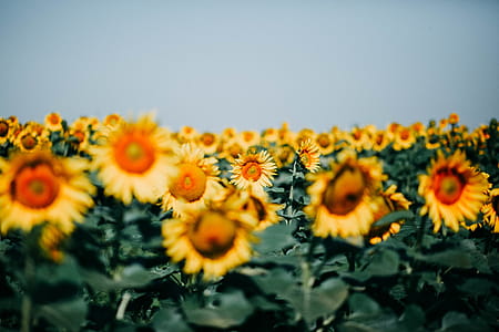 Yellow Sunflowers thumbnail