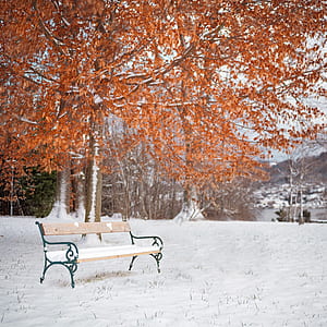 empty bench under orange tree thumbnail