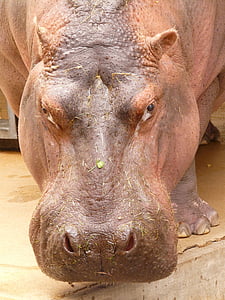 hippopotamus standing on brown concrete surface during daytime thumbnail