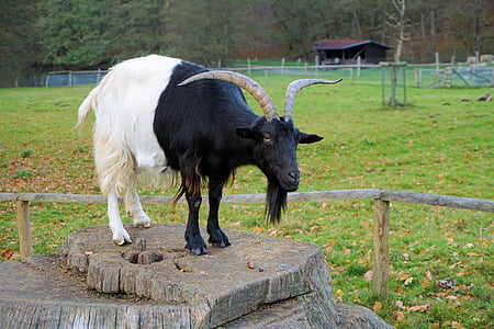 black and white goat on brown tree trunk during daytime thumbnail
