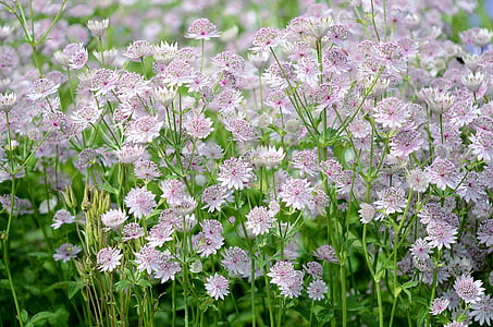 bed of white petaled flowers thumbnail