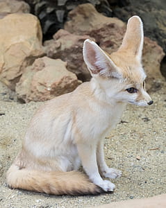 white and beige fennec fox thumbnail