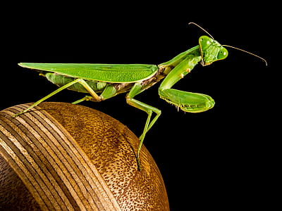 close-up photo of green praying mantis thumbnail