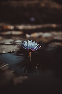 selective focus photography of teal lotus flower thumbnail