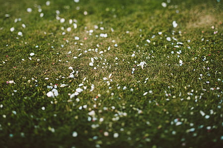 Closeup Photo of Green Grass thumbnail