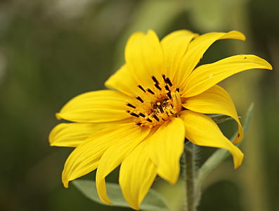 yellow Chrysanthemum flower thumbnail