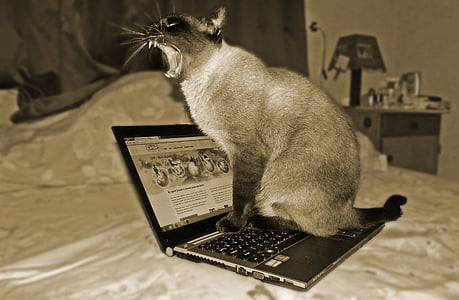 photography of cat on turned on laptop computer thumbnail