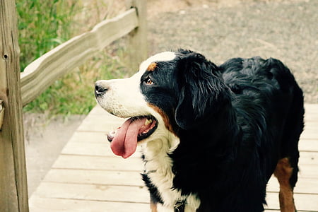 adult tricolor greater swiss mountain dog on focus photo thumbnail