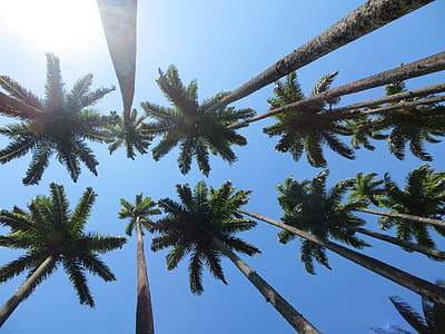 low-angle photography of coconut trees thumbnail