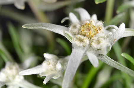 Edelweiss, Edelweiss Of The Alps thumbnail