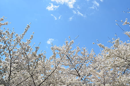 white leafed trees thumbnail