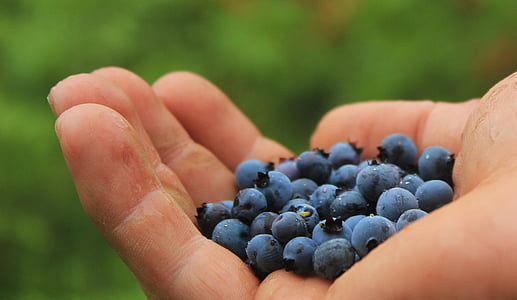 person with blueberries on his palm thumbnail