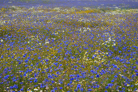 blue and white flower field at daytime thumbnail