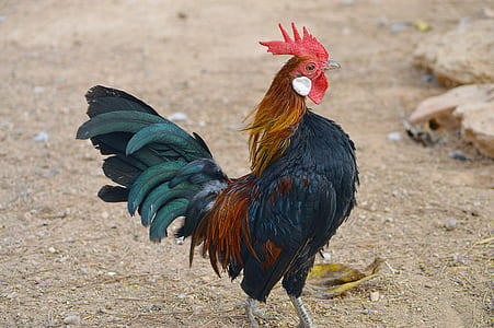 closeup photo of black and red rooster thumbnail