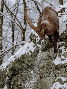 brown billy ibex climbing on gray rock formation thumbnail