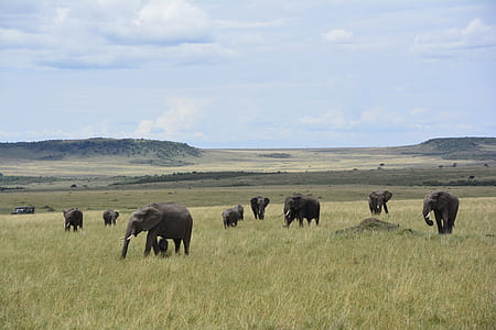 elephants on green grass during daytime thumbnail