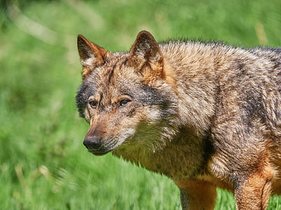 selective focus photo of wolfd thumbnail