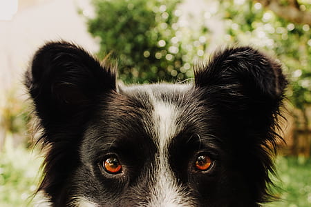 adult border collie near trees thumbnail