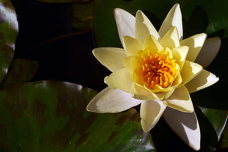 Water lily flowers growing in a koi pond at Rutgers Garden in East Brunswick, NJ. thumbnail