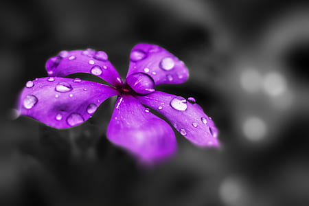selective photography of purple flower thumbnail