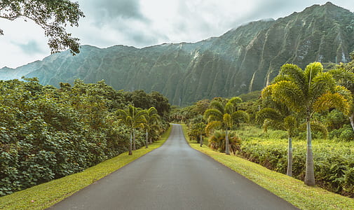 trees and grass in between empty asphalt road overlooking mountains under white cloudy skies at daytime thumbnail