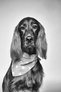 Cocker Spaniel Greyscale Photography thumbnail